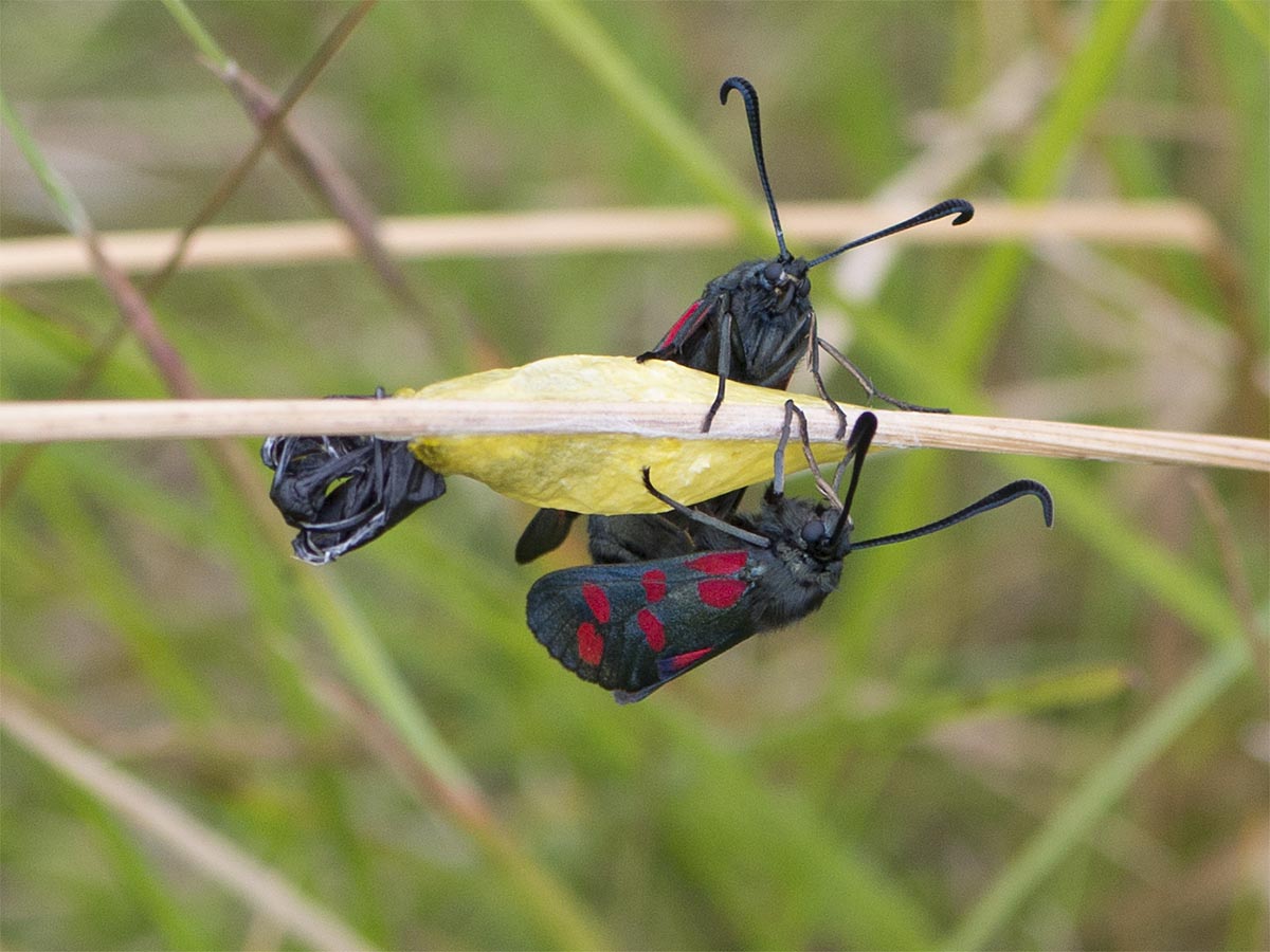 Zygaena filipendulae